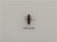 藏品(緬甸銹胸天牛)的圖片